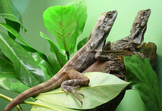 Image of Frilled Lizard