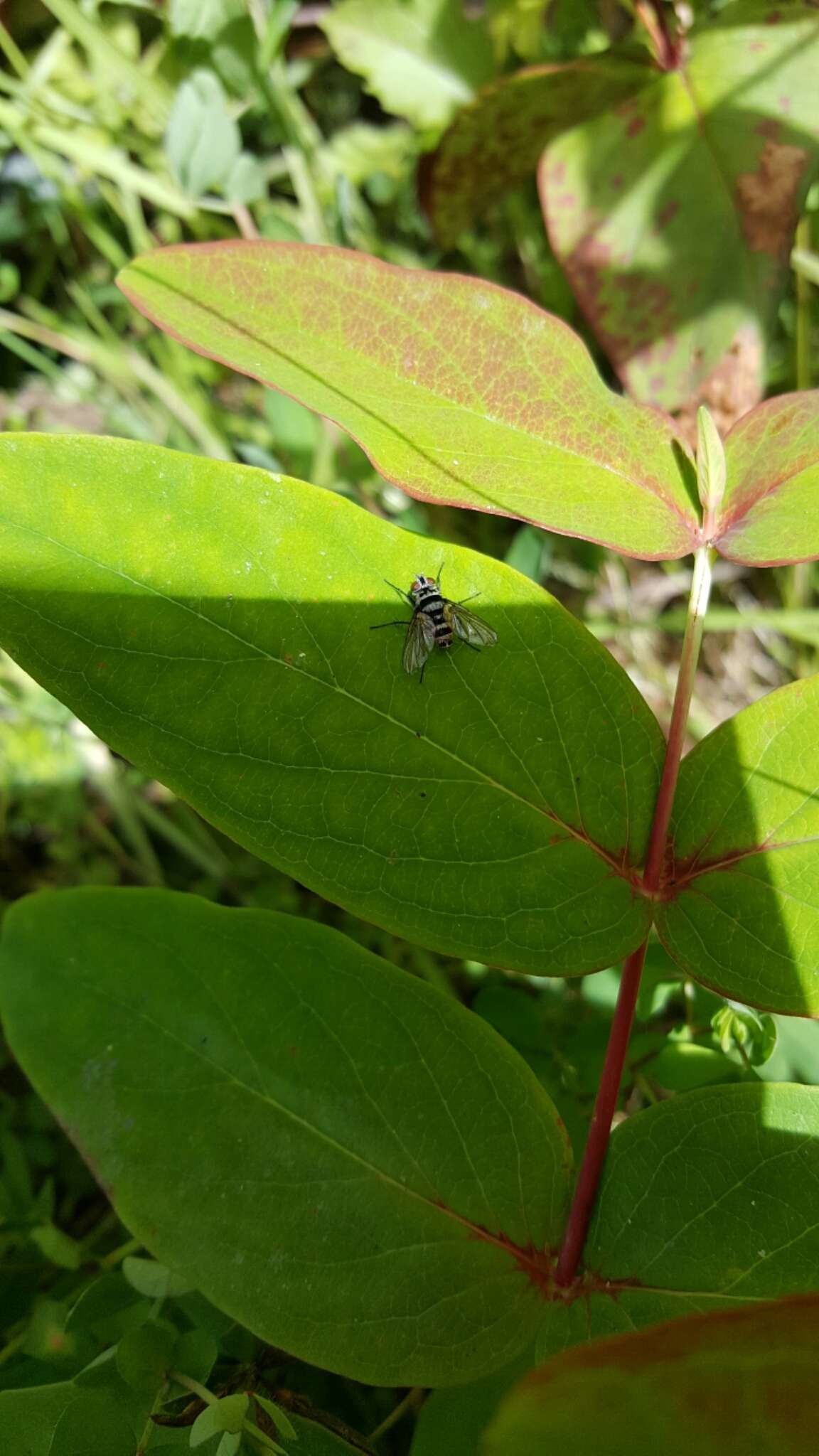 Image of Trigonospila