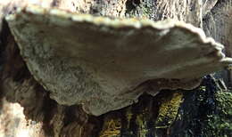 Image de Trametes cingulata Berk. 1854