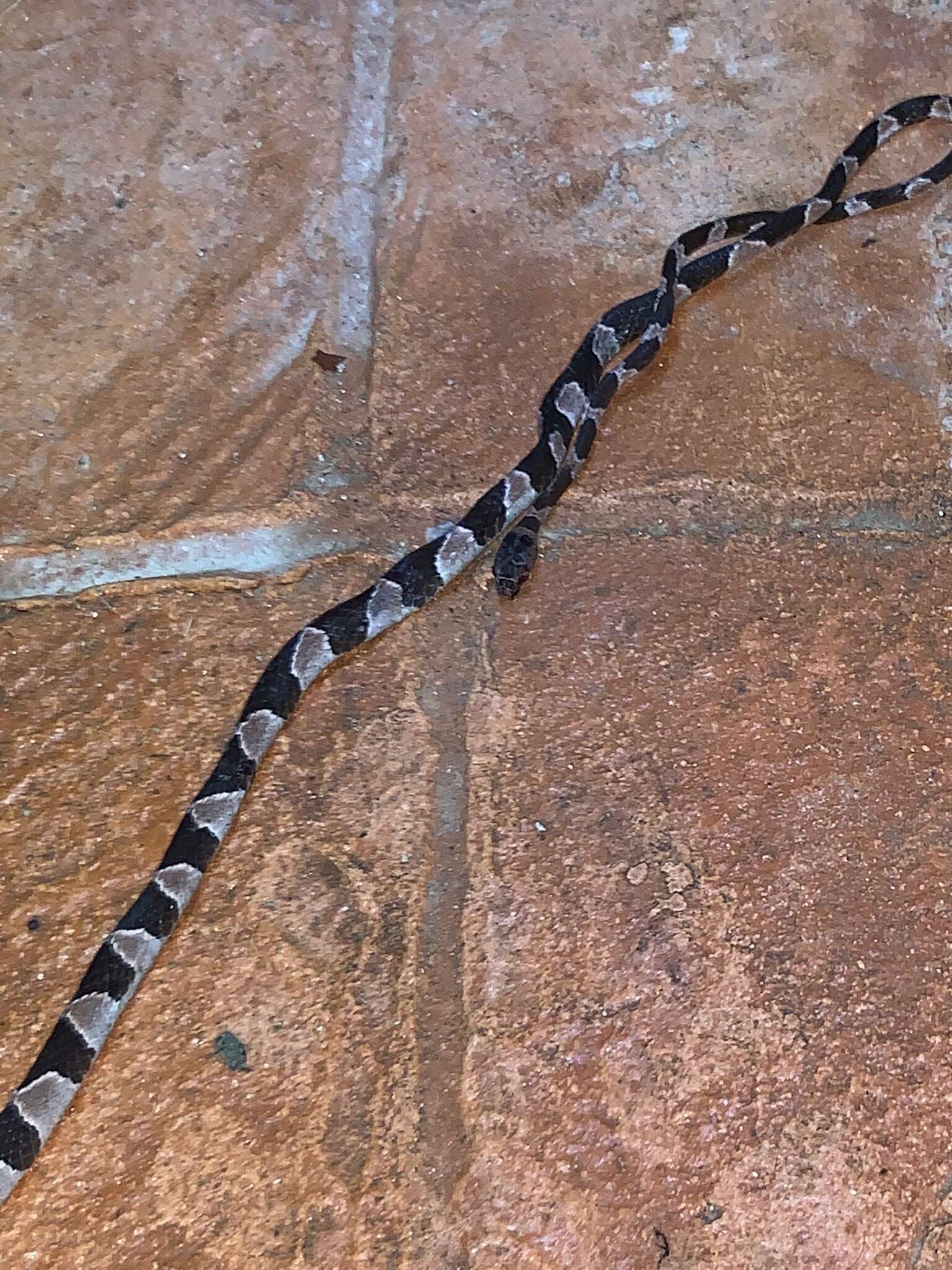 Image of Yucatán Blunthead Snake