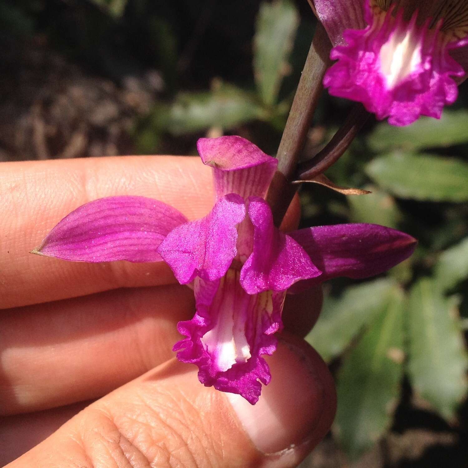 Image of Bletia neglecta Sosa