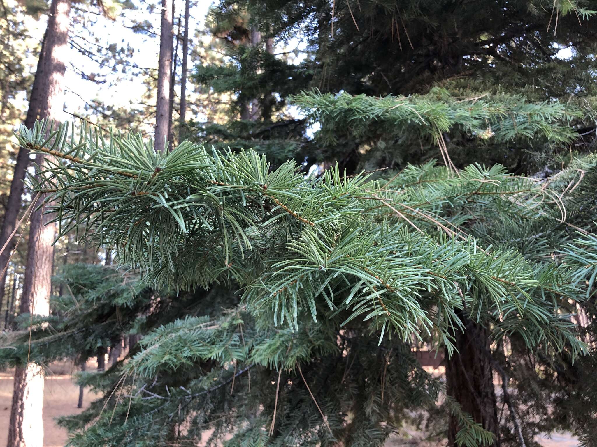 Image of white fir