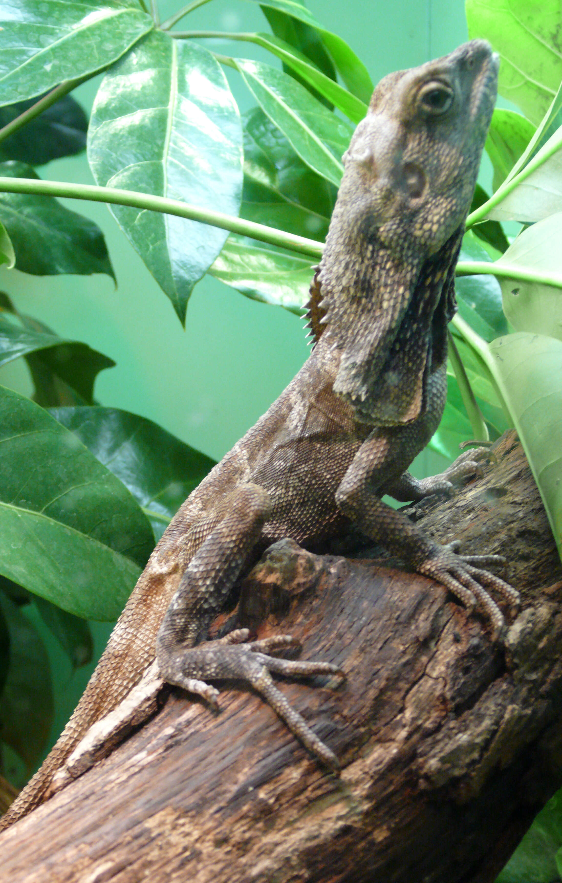 Image of Frilled Lizard