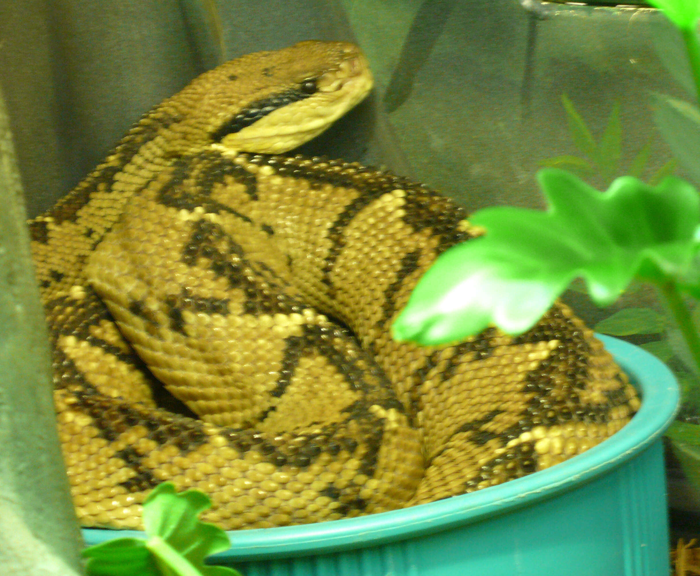 Image of Central American bushmaster