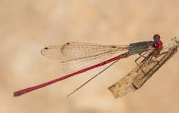 Image of Oxyagrion impunctatum Calvert 1909