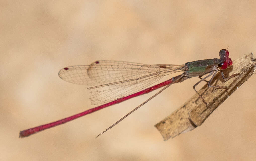 Image of Oxyagrion impunctatum Calvert 1909