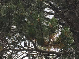 Imagem de Pinus contorta Douglas ex Loudon