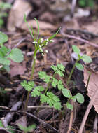 Pternopetalum tanakae (Franch. & Sav.) Hand.-Mazz. resmi