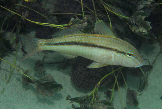 Image of Black-striped goatfish