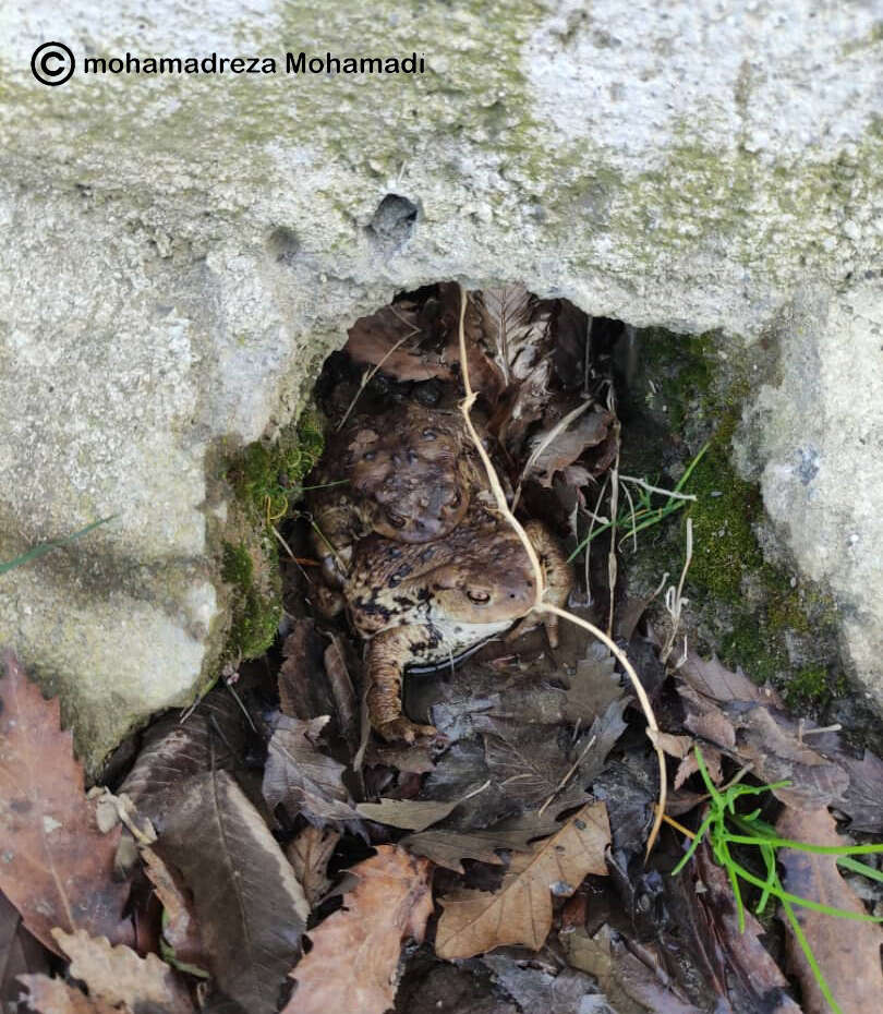 Image of Eichwald's Toad