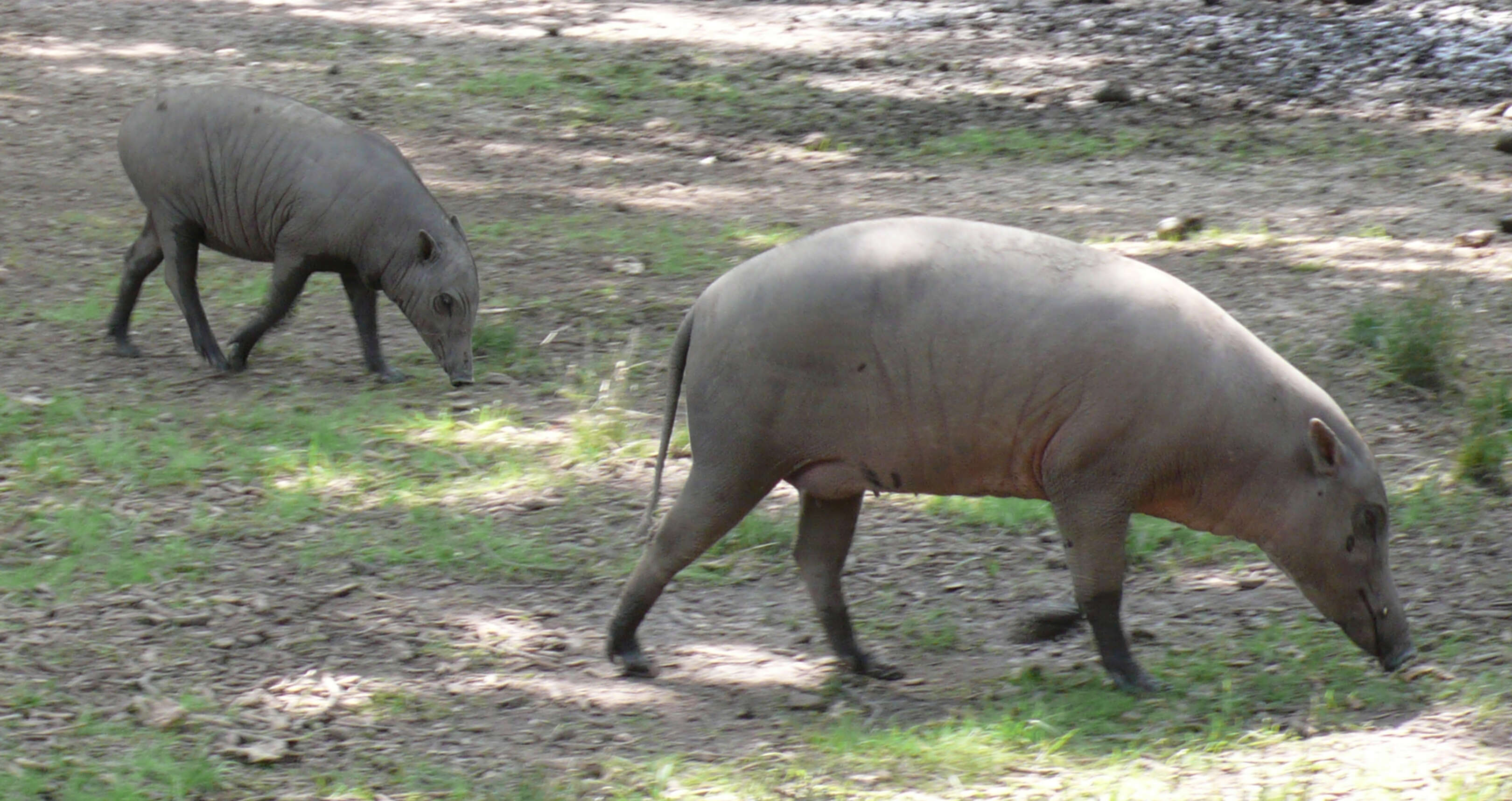 Image of Babyrousini Thenius 1970