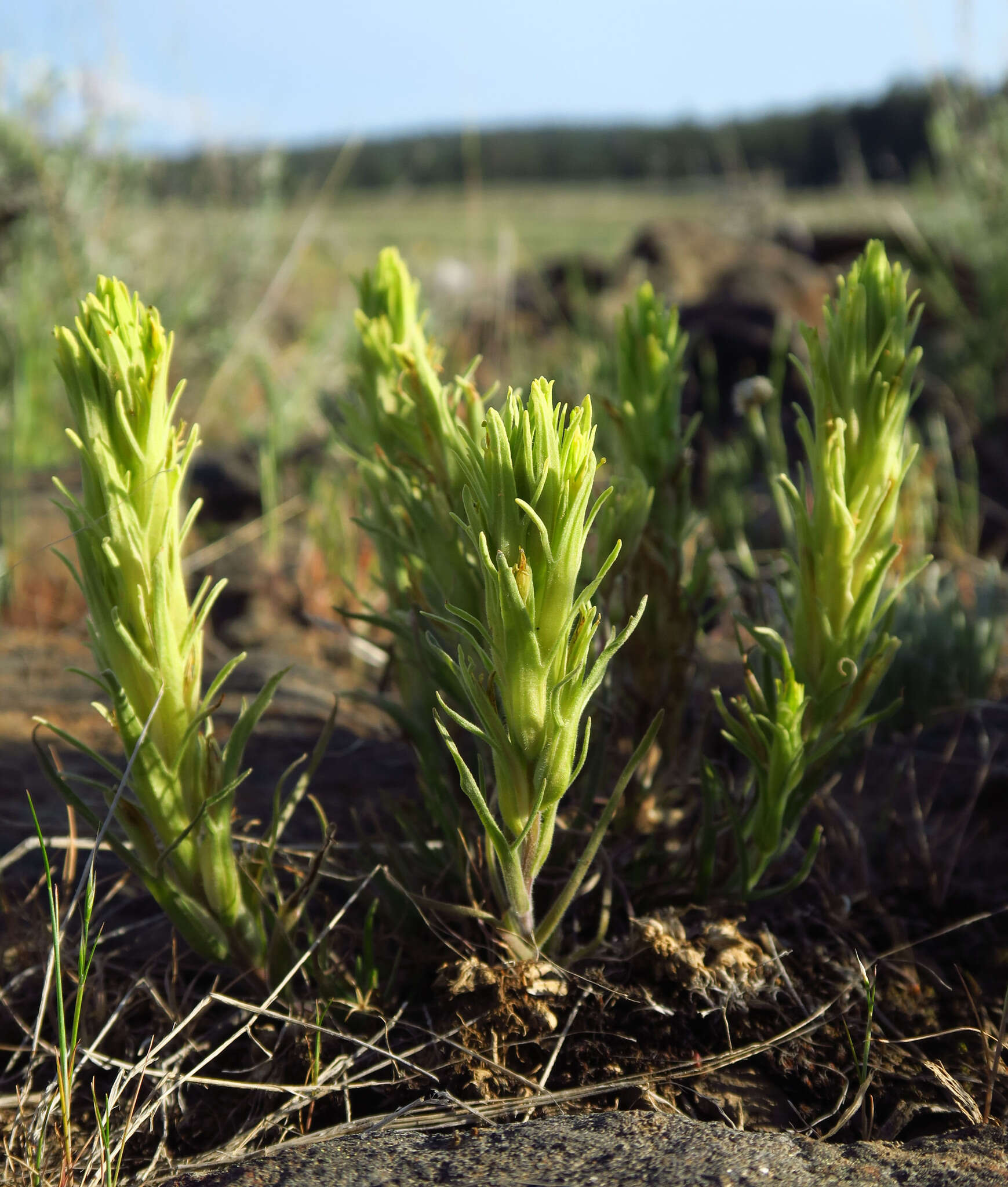 Image of <i>Castilleja <i>pilosa</i></i> var. pilosa