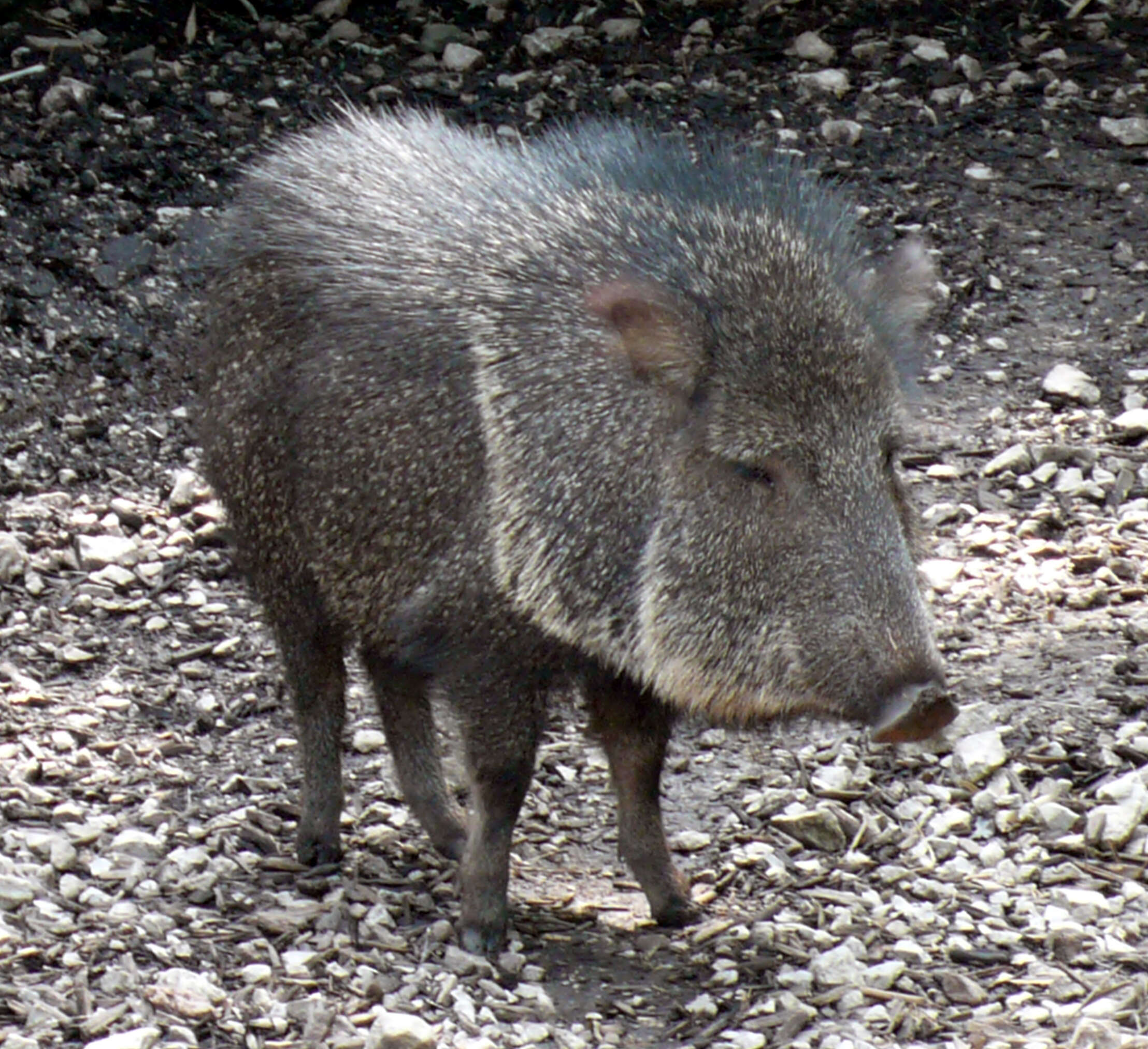 Image of Catagonus Ameghino 1904