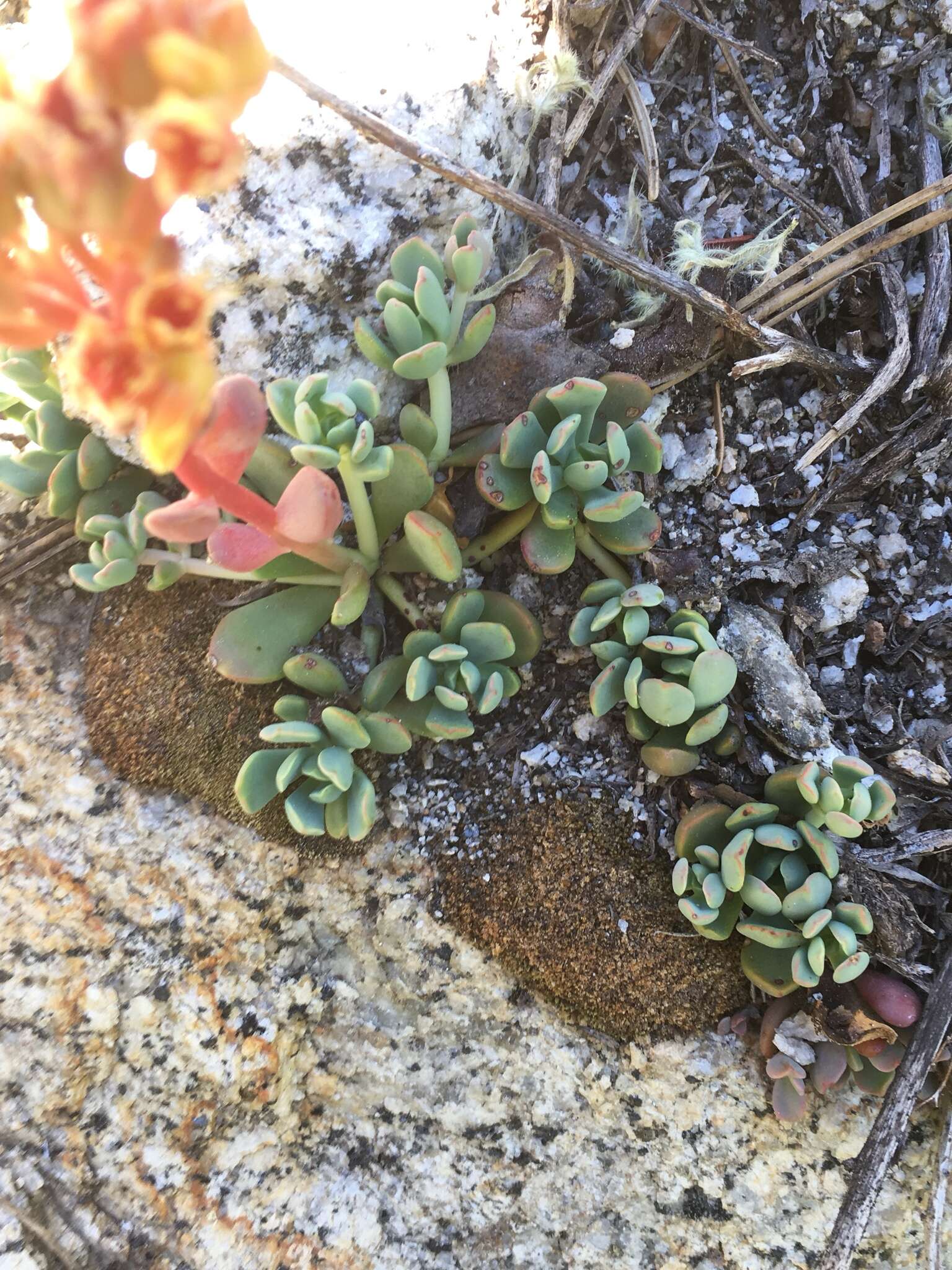 Image of Sierra stonecrop