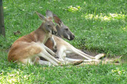 Image of red kangaroo