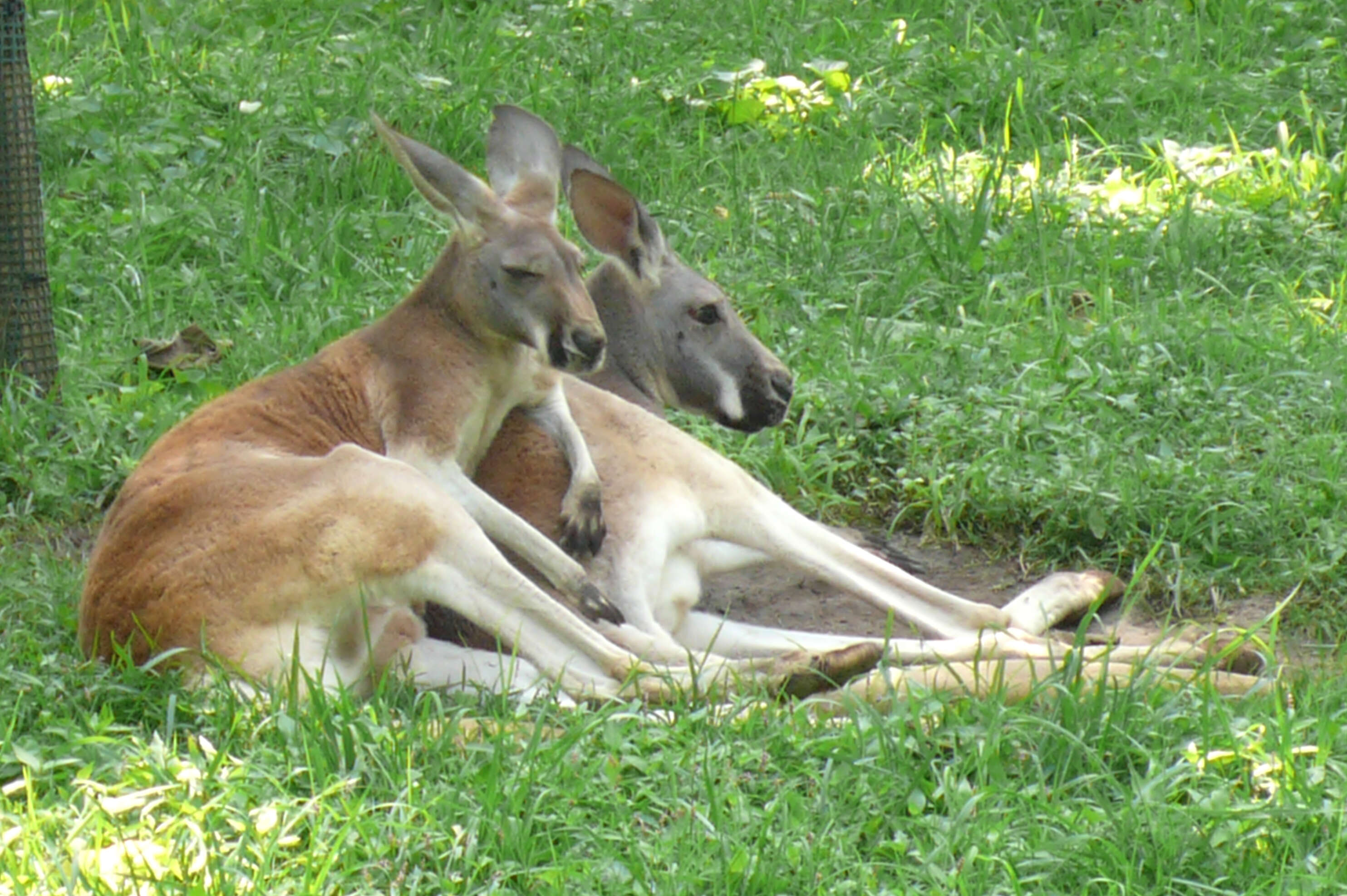 Image of red kangaroo