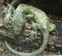 Image of Solomon Island skinks