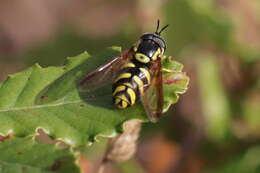 Image de Chrysotoxum intermedium Meigen 1822