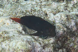 Image of Red-streaked Blenny