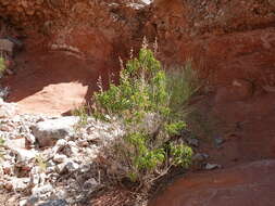 Imagem de Brickellia longifolia var. multiflora (Kellogg) A. Cronq.