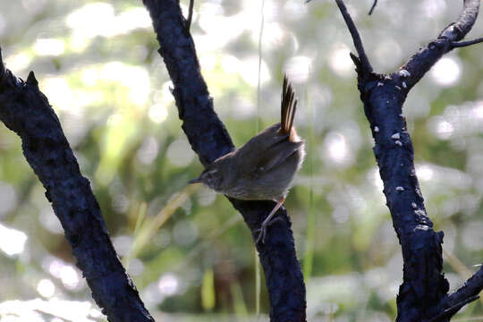 Image of <i>Hylacola pyrrhopygius</i>