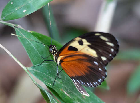 Image of Heliconius hecale melicerta