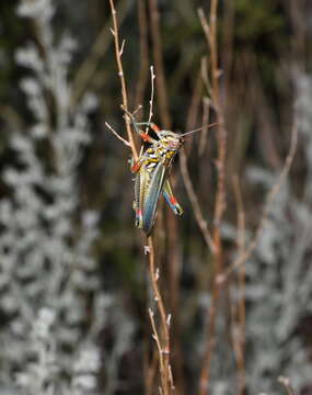 Image of Hesperotettix viridis (Thomas & C. 1872)