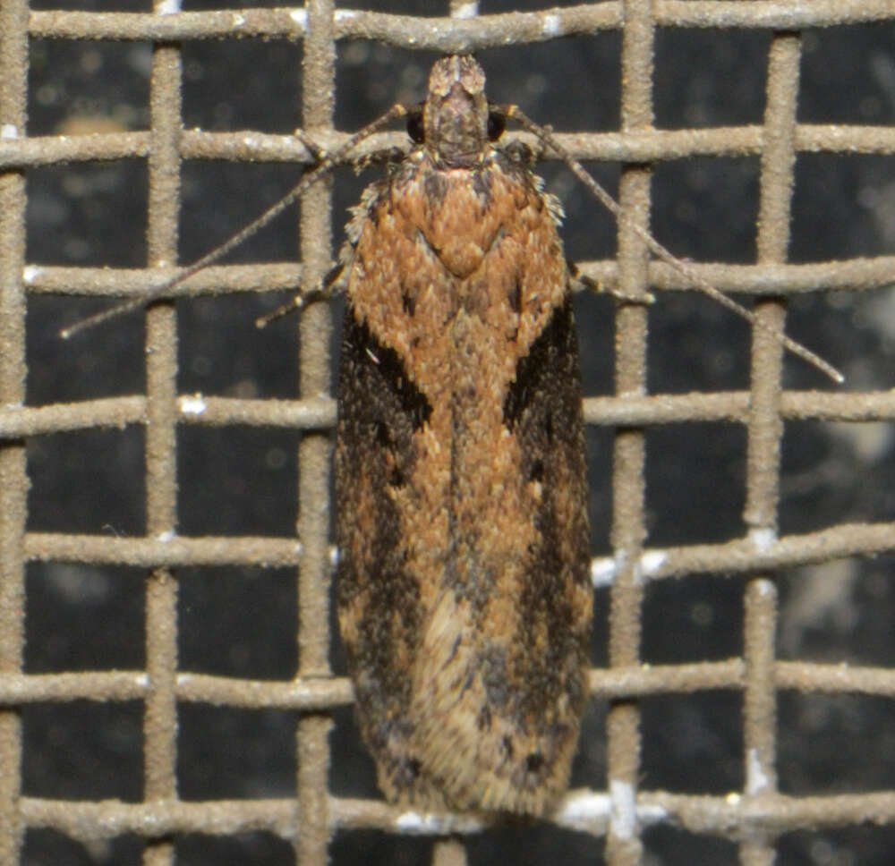 Image of Black-smudged Chionodes