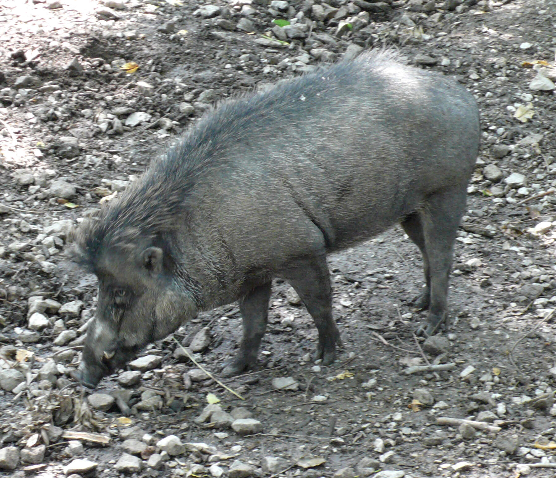 Image of Visayan Warty Pig