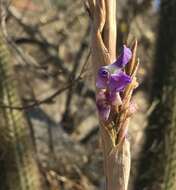 Image of Tillandsia duratii Vis.