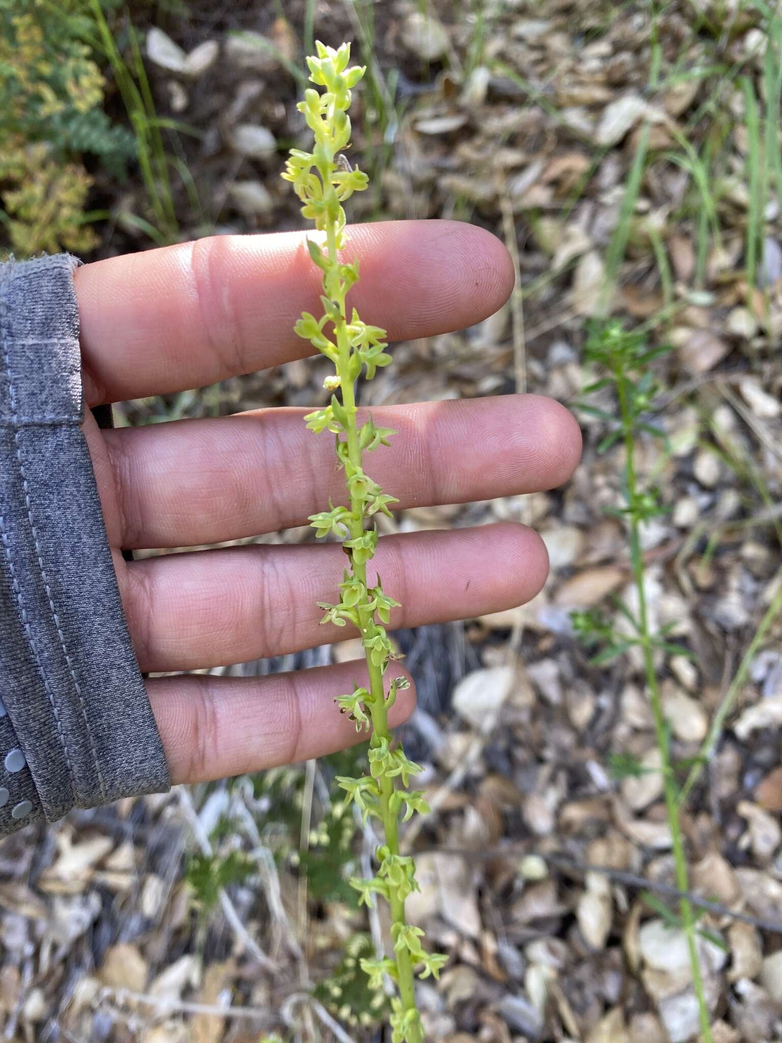 Plancia ëd Platanthera cooperi (S. Watson) R. M. Bateman