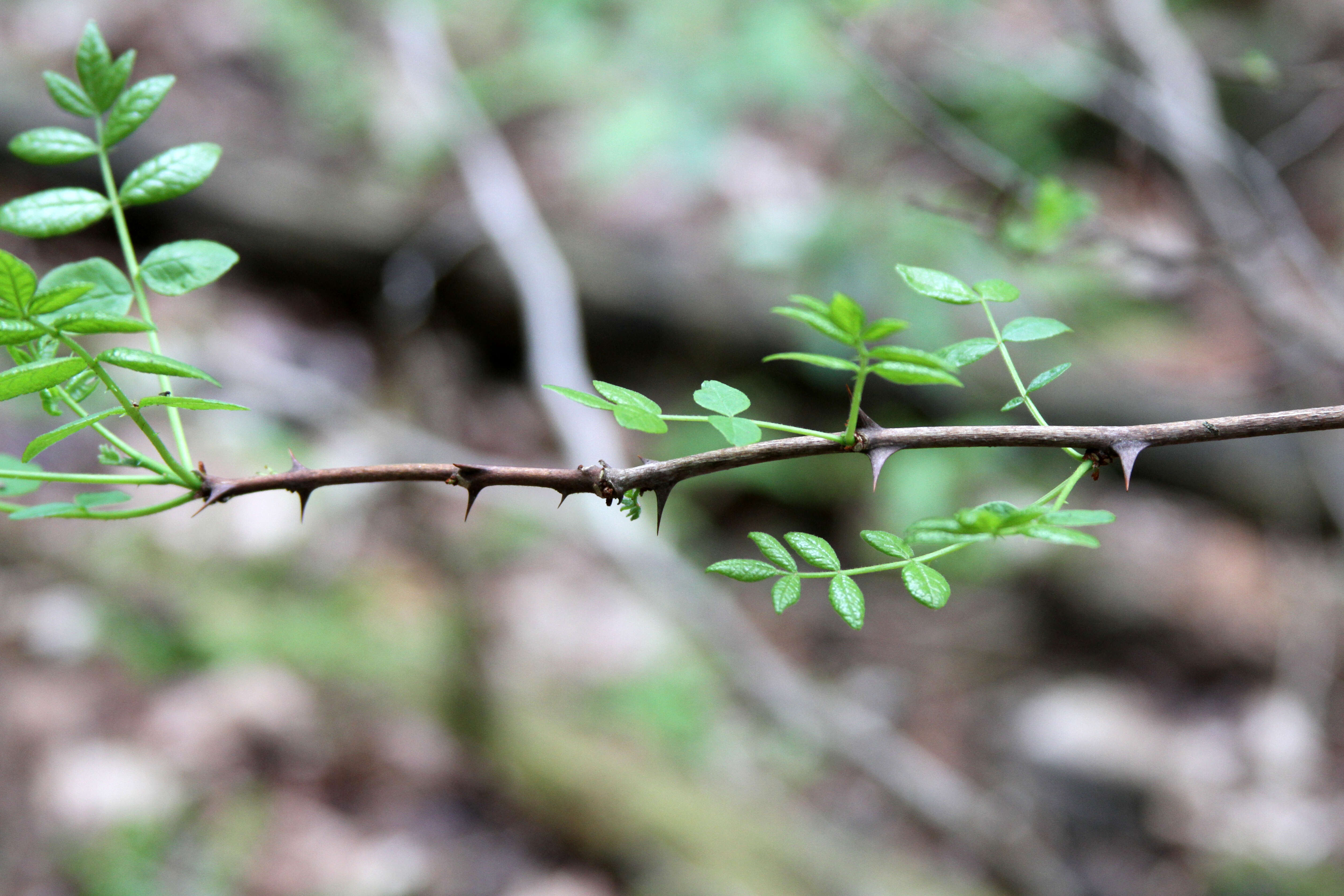 Imagem de Zanthoxylum americanum Mill.