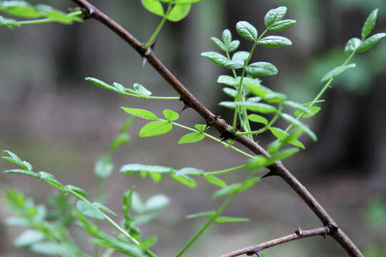 Imagem de Zanthoxylum americanum Mill.