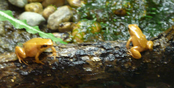 Image of Black-eared Golden Mantella