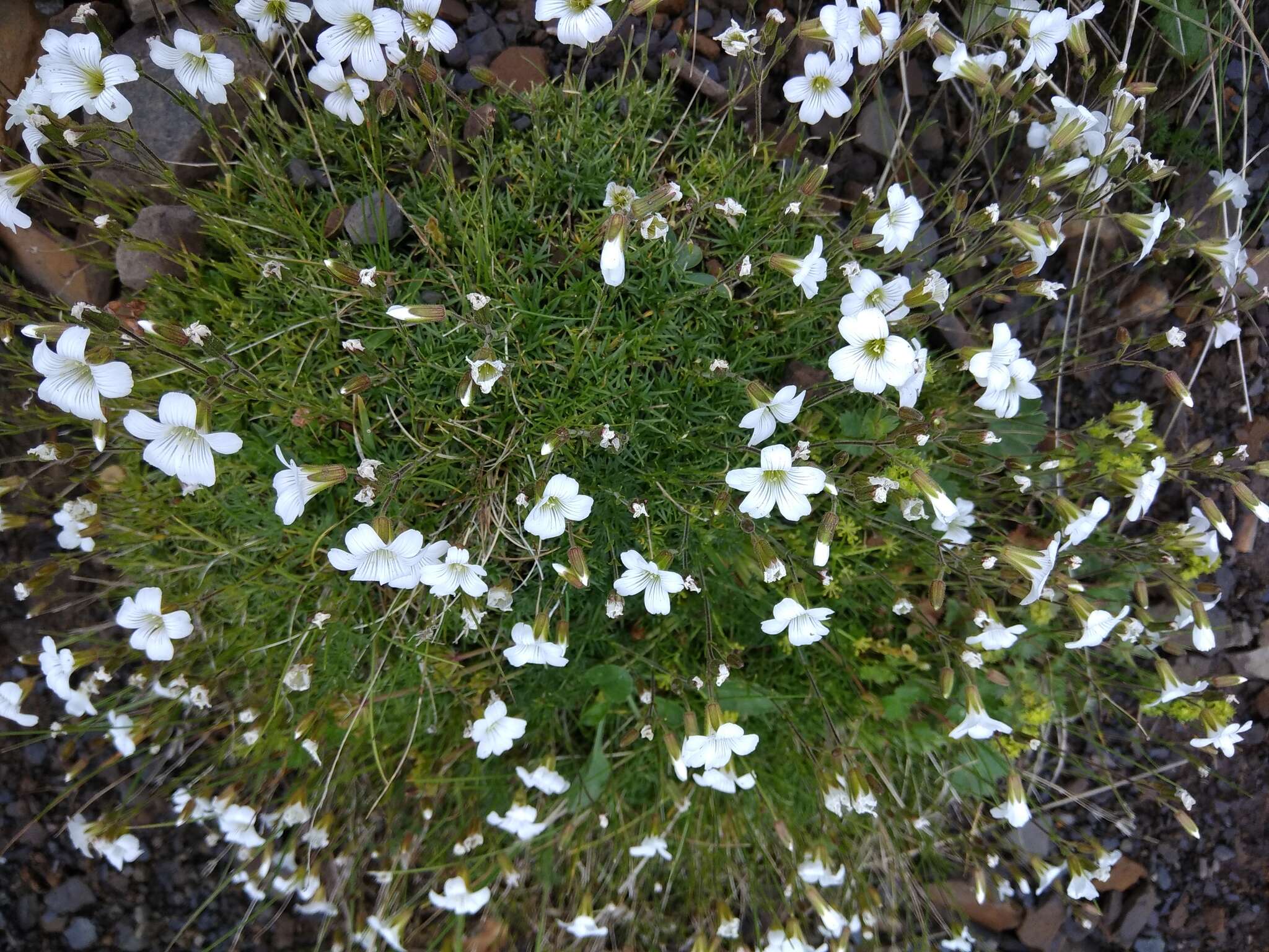 Слика од Pseudocherleria charadzeae (Lazkov) Dillenb. & Kadereit