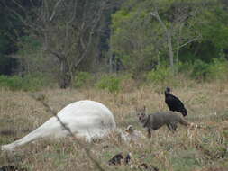 Image of Brasilian Fox