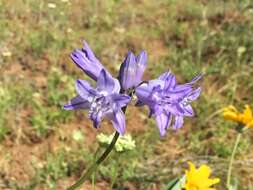 صورة Triteleia grandiflora Lindl.