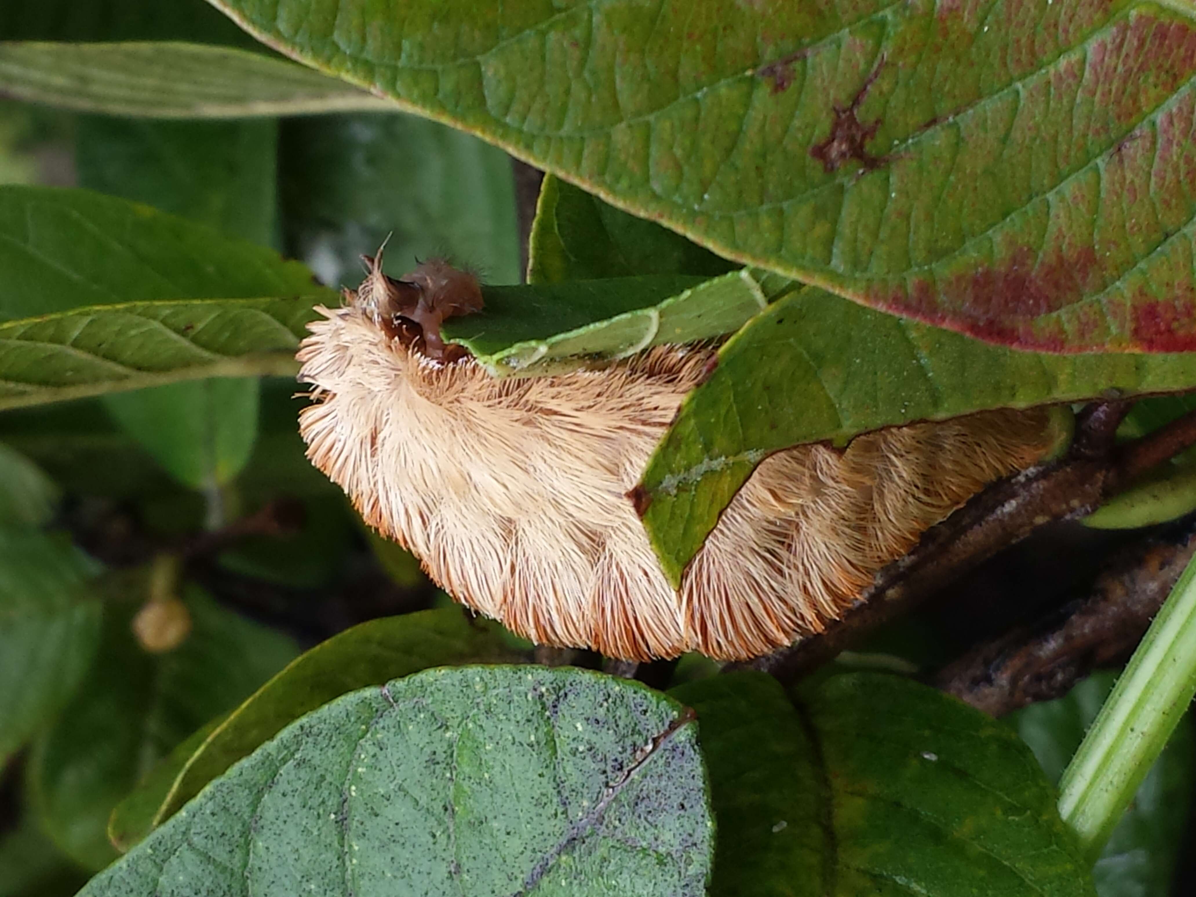 Image of Southern Flannel Moth