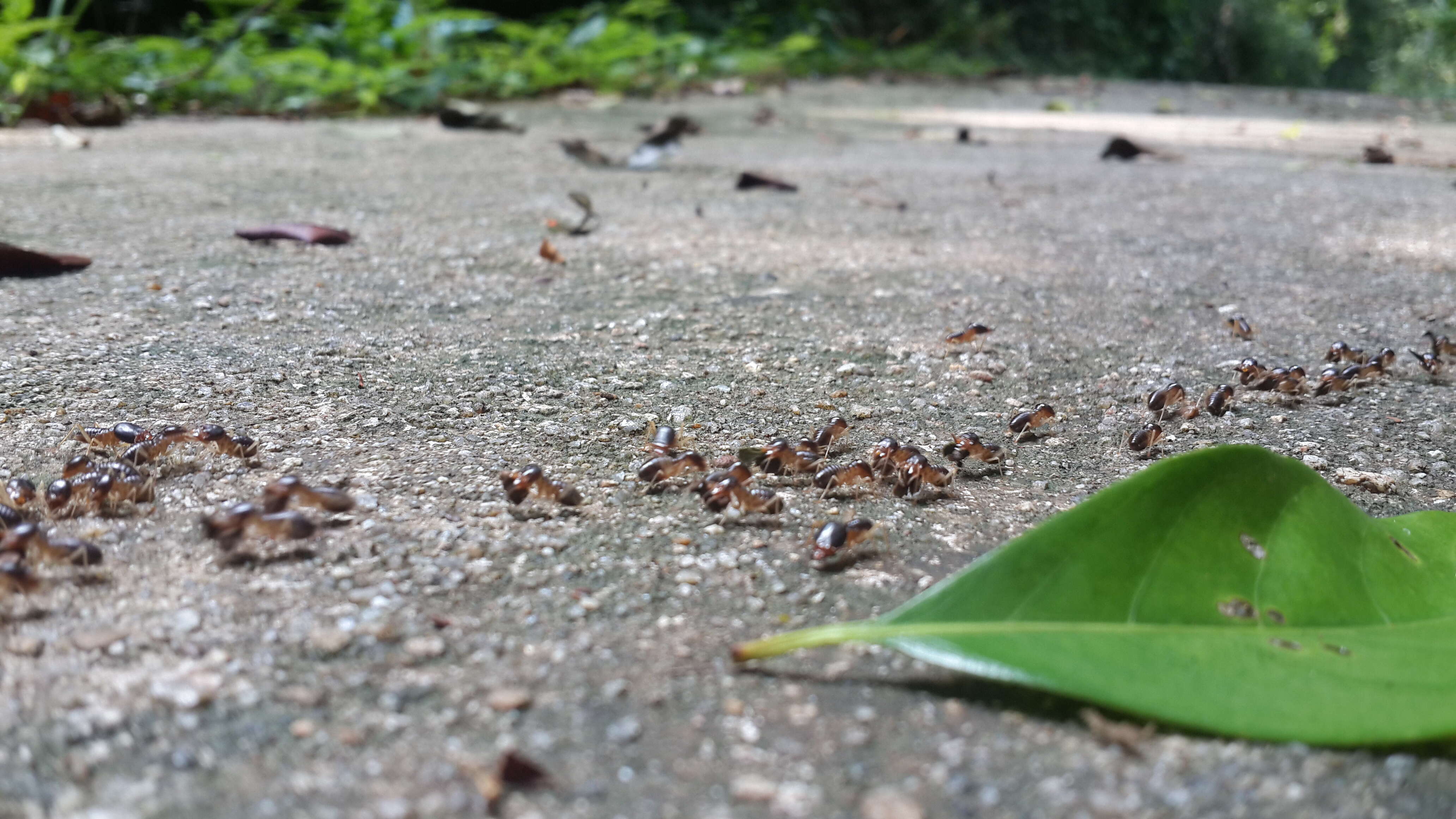 Image of drywood termites