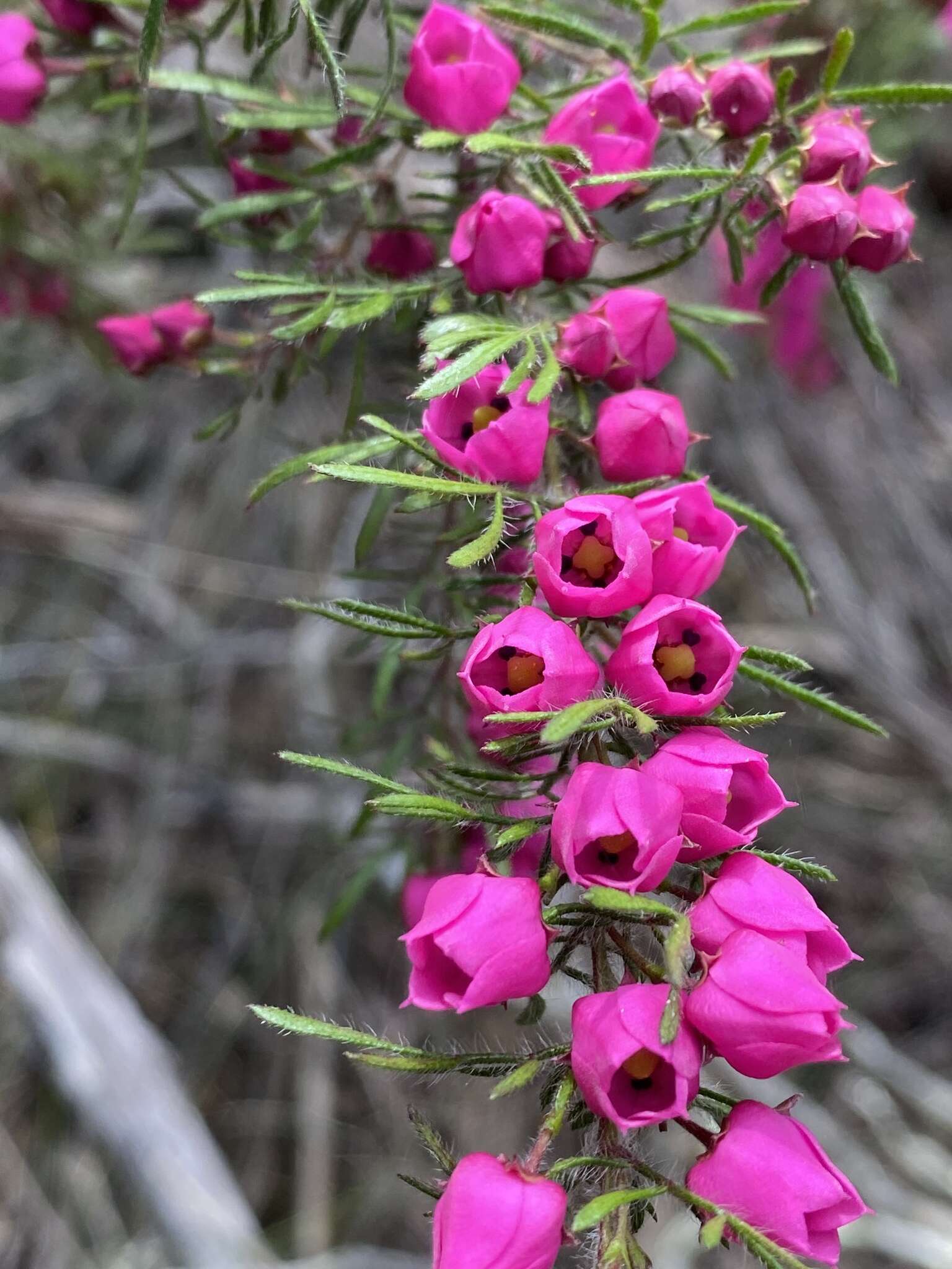 Image of Tall Boronia