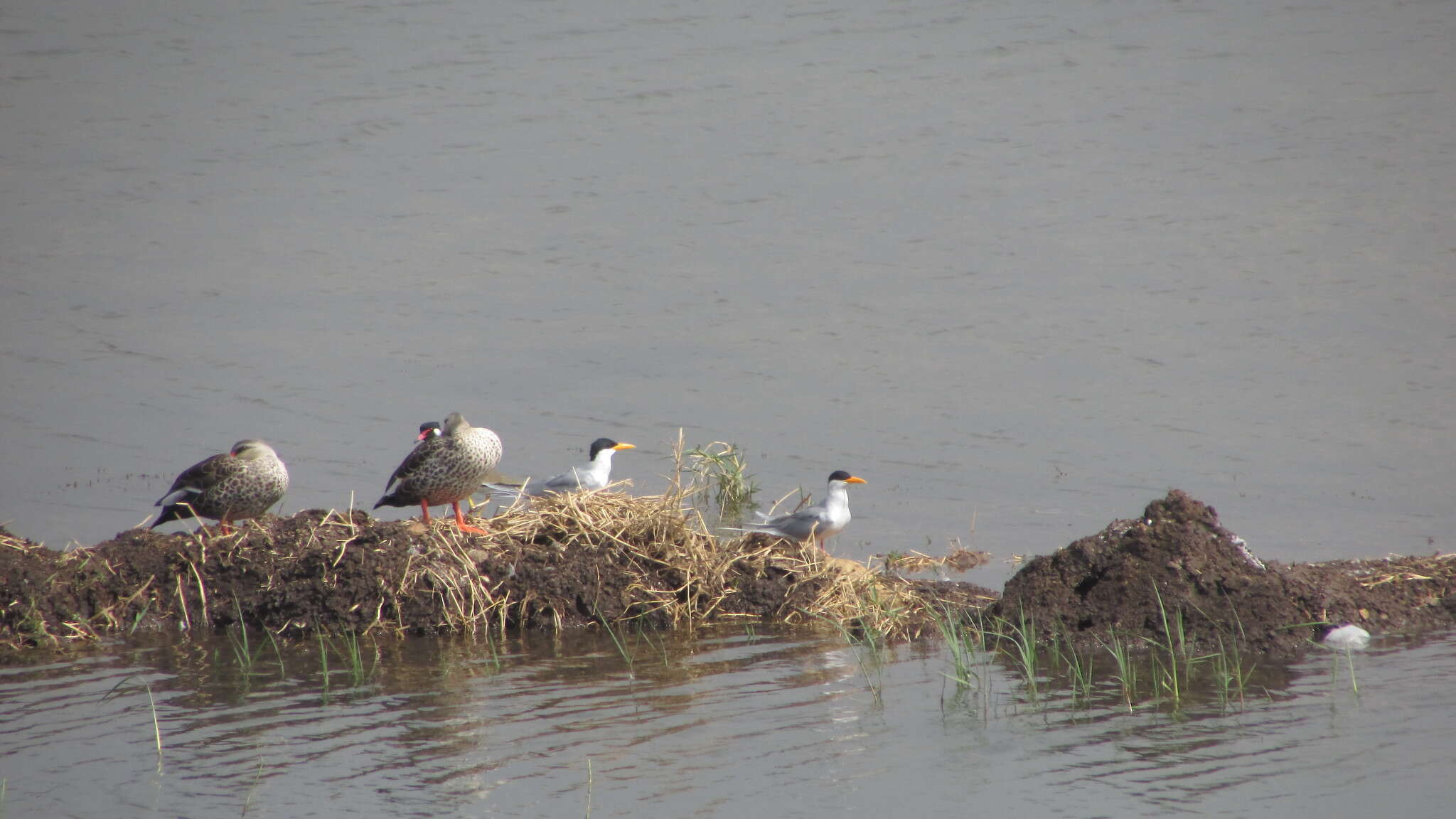 Image de Sterne de rivière