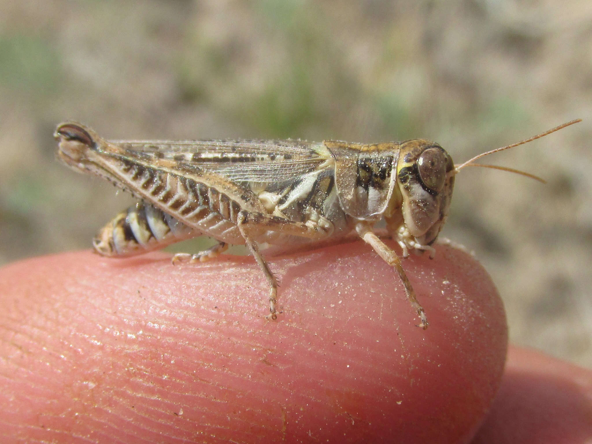 Imagem de Melanoplus infantilis Scudder & S. H. 1878