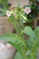 Image of cultivated tobacco