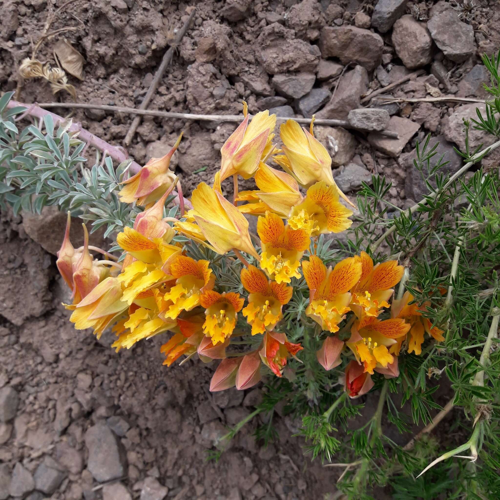 Image of Tropaeolum polyphyllum Cav.