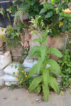 Image of cultivated tobacco