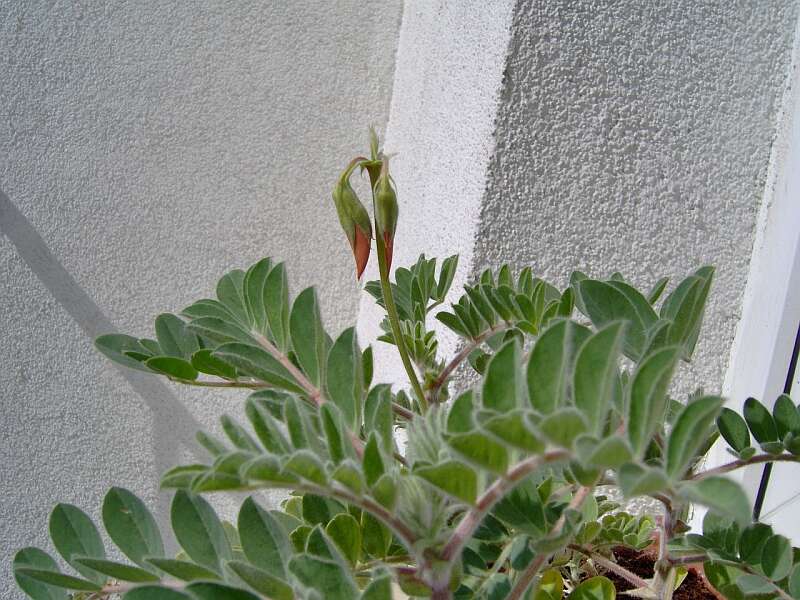 Plancia ëd Swainsona formosa (G. Don) J. Thompson