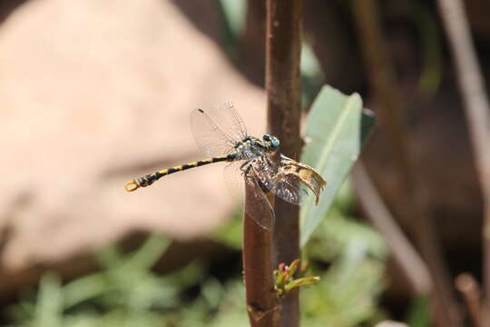 Imagem de Onychogomphus uncatus (Charpentier 1840)