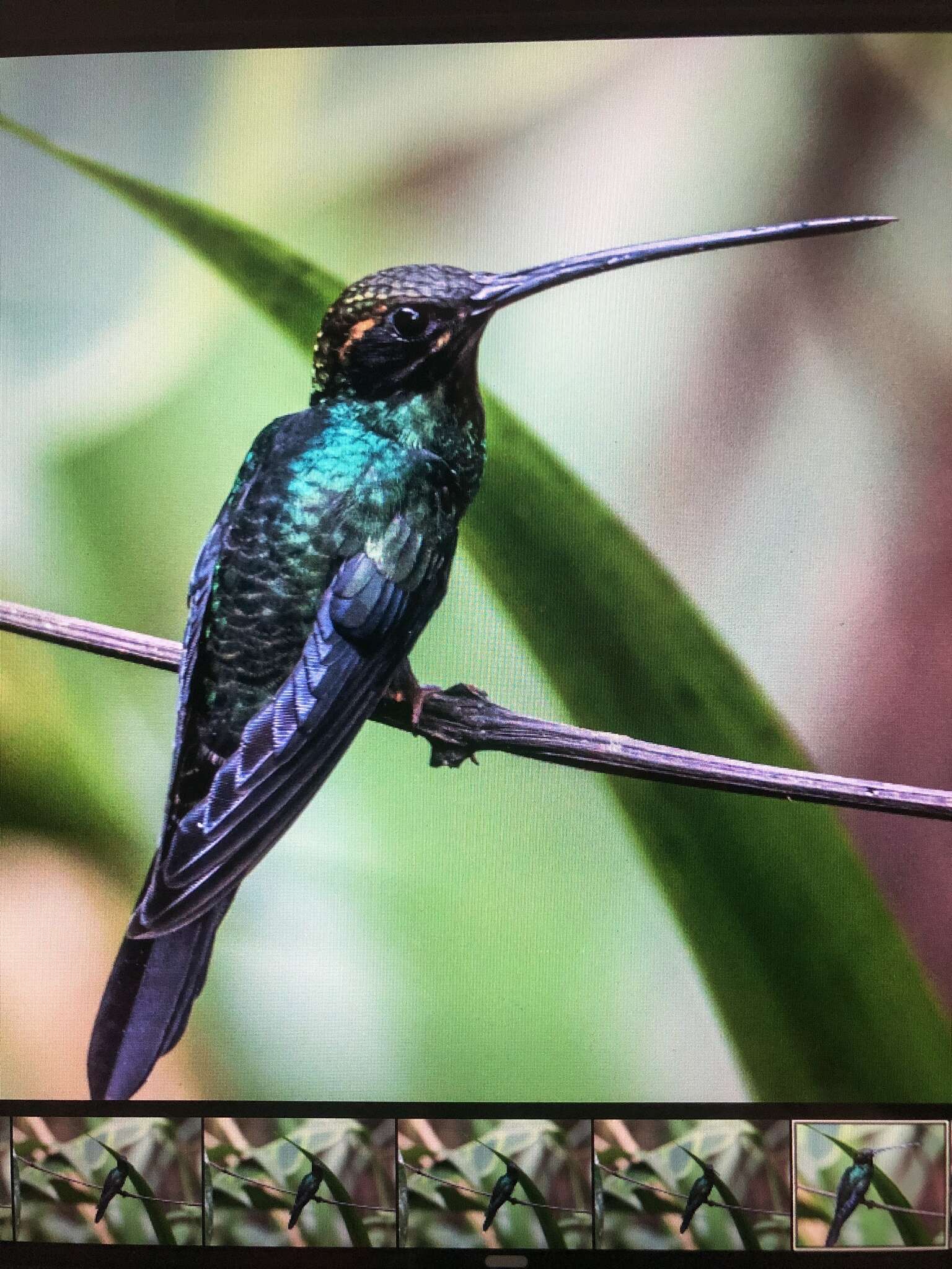 Phaethornis yaruqui (Bourcier 1851) resmi