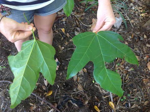 Imagem de Brachychiton acerifolius (A. Cunn. ex G. Don) F. Müll.