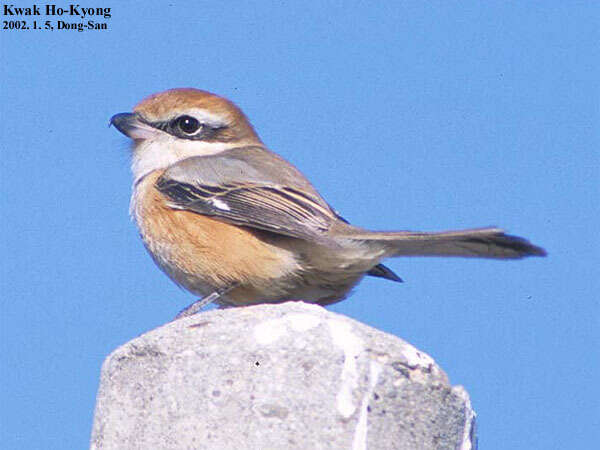 Image of Bull-headed Shrike